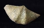 Cyrtospirifer rudkinensis (LJASCHENKO 1959) - Bild © FossNet FossilienStore